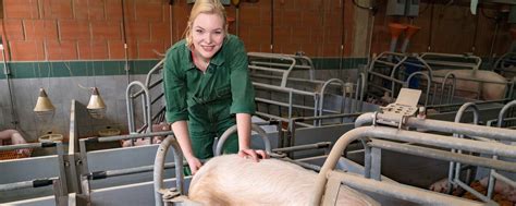 Richtig Fieber messen beim Schwein | agrarheute.com