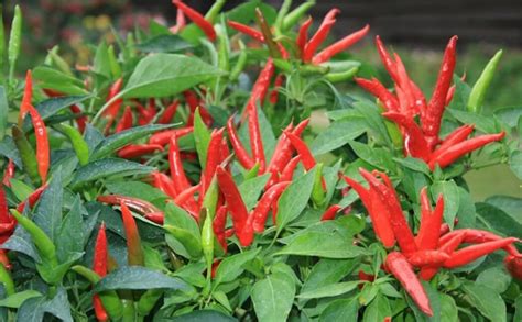GREEN WORLD Pusa Sadabahar Chilli/mirch Seeds -100 Seeds Pack for ...
