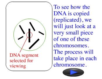 Image result for Advanced DNA Replication Animation