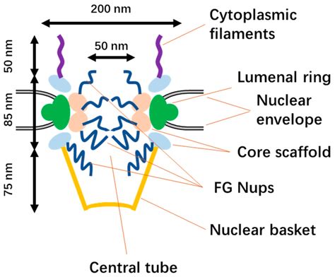 Nuclear Delivery of Nanoparticle-Based Drug Delivery Systems by Nuclear ...