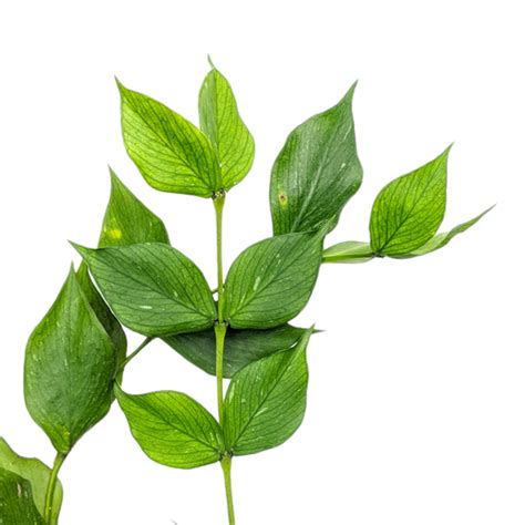 Hoya Polyneura - Hoya - soiled.in