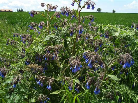 Symphytum caucasicum - Изображение особи - Плантариум