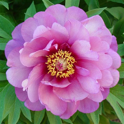 LeFlower пион корневище_1 - купить по выгодным ценам в интернет ...