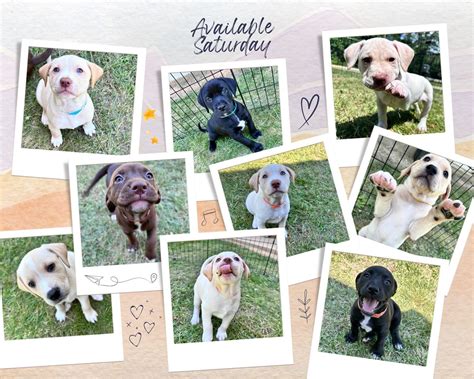 Irish Puppy Adoption, Goochland County Animal Shelter and Adoption ...
