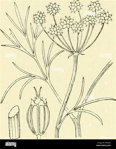 This botanical work discusses the flora of the Netherlands ...