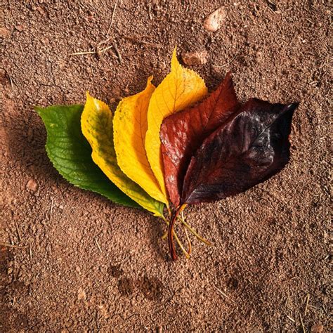 Diagnosing Chronic Lymphocytic Leukemia (CLL) Stages - The Patient Story