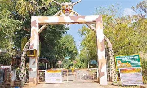 நெல்லையில் புலிகள் கணக்கெடுப்பு பணி: சொரிமுத்து அய்யனார் கோவில் ...