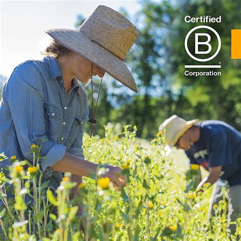 Buy Herb Pharm Asian (Panax) Ginseng Liquid Glycerite for Energy and ...