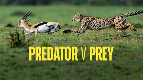 Image result for Prey vs.Predator