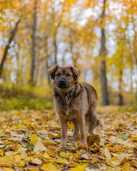 A Long-Haired Pitbull Is Short Of A Miracle