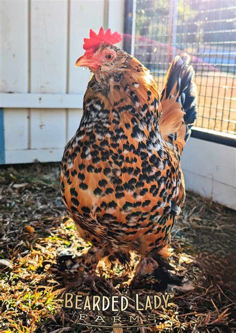 Fertile Hatching Eggs – Mille Fleur D’Uccles - Bearded Lady Farms
