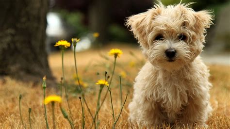Image result for Dog Using Computer Meme