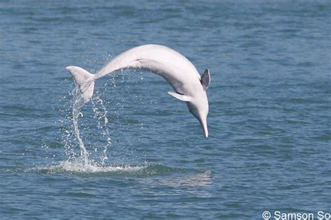 中华白海豚保护宣传日 一起来珠海近距离观看这些“海上精灵”们_央广网