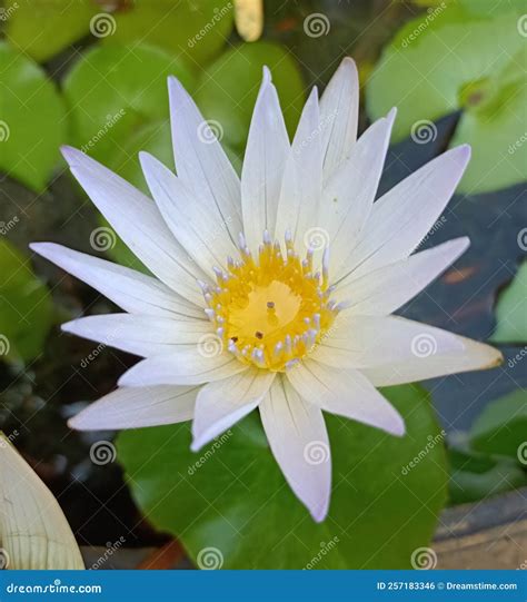 Lotus flower white stock photo. Image of yellow, green - 257183346