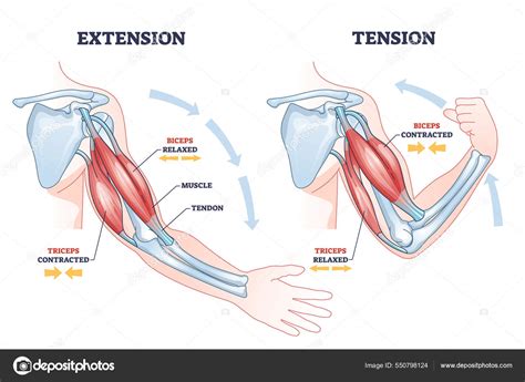 Triceps And Biceps Diagram