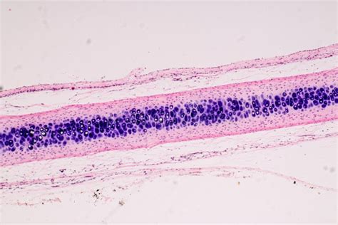Image result for Tissue Sample Drawing Under Microscope