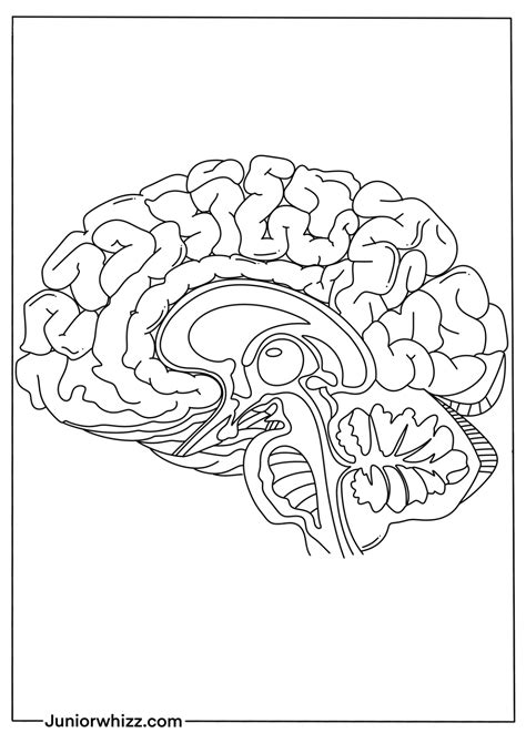 Human Brain Coloring Pages with Book (12 Printable PDF)