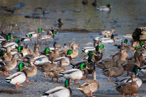 What Is A Group Of Ducks Called? Collective Nouns for Ducks