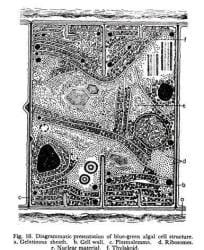 Structure of Algae (With Diagram) - Class 9 PDF Download