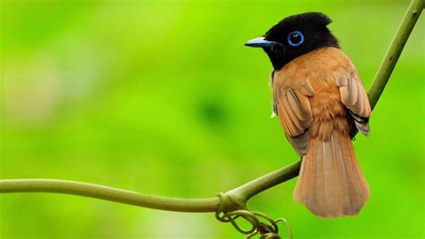 Beautiful Birds HD Wallpapers - Top Free Beautiful Birds HD Backgrounds - WallpaperAccess