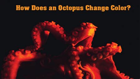 Image result for How Octopus Change Color