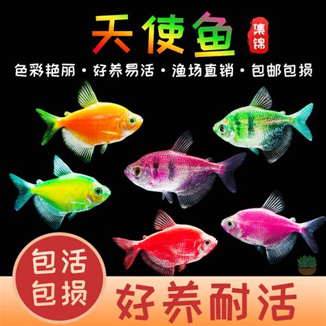 求家养冷水观赏鱼的品种介绍带图的 价格不要太贵 能群养的 我的鱼缸50*20*35 谢谢了_百度知道