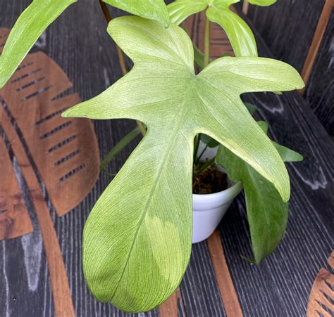 Philodendron 'Florida Ghost'