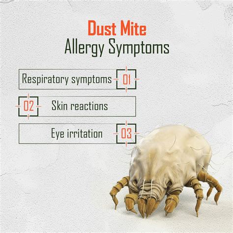 All you need to know about Dust Mites - Wham Bam