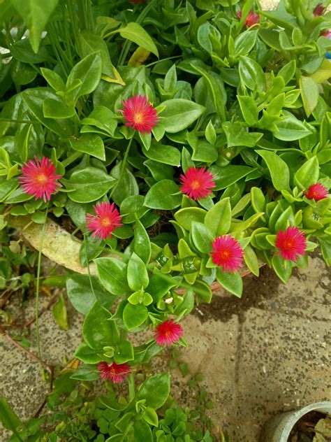 Baby Sun Rose 🌱 - Beautiful Plant for Your Garden