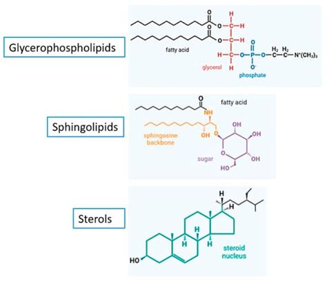 Allylamines, Benzylamines, and Fungal Cell Permeability: A Review of ...