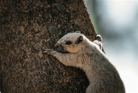 Image result for Endocrine System Transparent Background