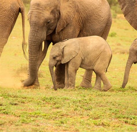 SIYA ELEPHANT AND ADVENTURE TOURS - All You Need to Know BEFORE You Go ...