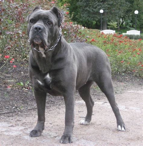 Kennel Del Vincitore - our_dogs | Cane corso, Dogs, Cane corso grey