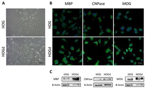 Hydrogen Peroxide-Preconditioned Human Adipose-Derived Stem Cells ...