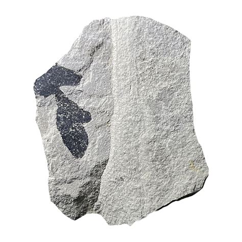 Leaf Fossil – CrystalCaveIndia