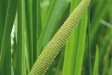 Calamus oil - Acorus calamus Holy oil
