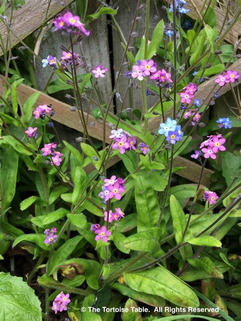 Browse and Search the Tortoise Table Plant Database