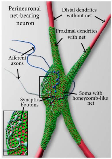 Neuroplastic Changes in Addiction Memory—How Music Therapy and Music ...