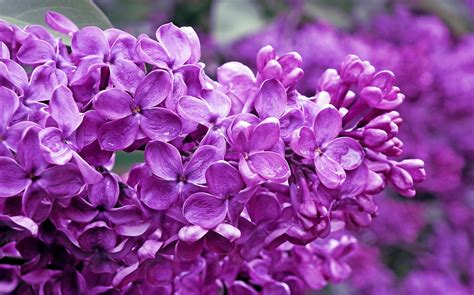 Purple Lilac Flower Wallpaper