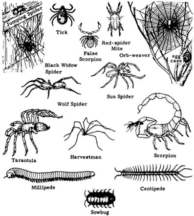 Image result for Class Insecta Real Life Examples