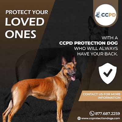 Trained Protection Dogs 的图像结果