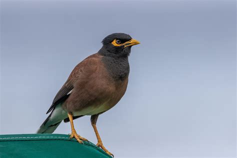 Aloha Termite & Pest Control Professional Bird Control