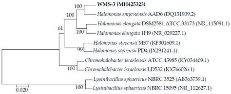 Biomineralization of Monohydrocalcite Induced by the Halophile ...