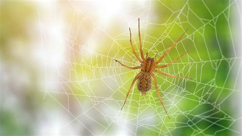 What is the Average Lifespan of a Hobo Spider?