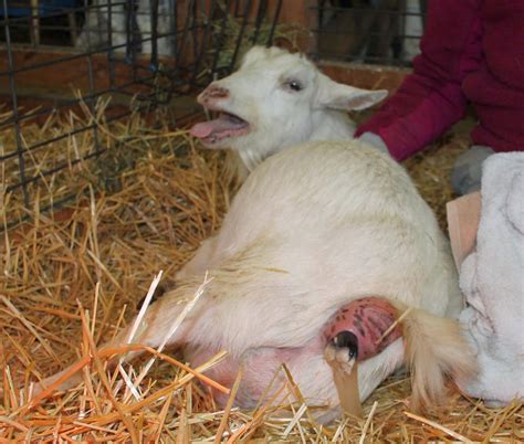 Goat Birthing: A beginner's guide