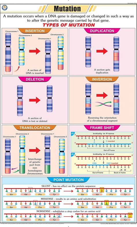 Buy STG34 | TeachingNest | Mutation Chart (58x90 cm) | English ...