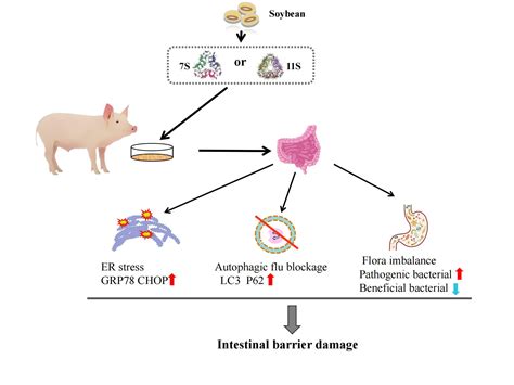 Soybean Antigen Protein-Induced Intestinal Barrier Damage by Trigging ...