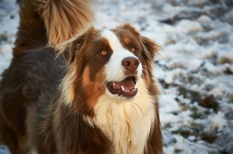 Brown Australian Shepherd: A Beautiful and Intelligent Breed