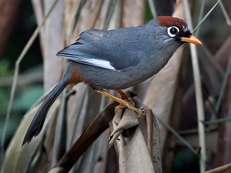 Chestnut-capped Laughingthrush - eBird