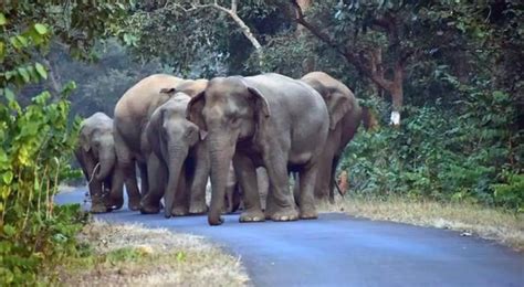தென்காசியில் விவசாய நிலங்களுக்குள் படையெடுக்கும் யானைகள்: நிரந்தர ...